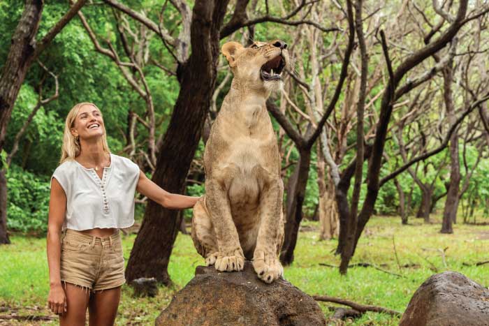 Lion Encounters