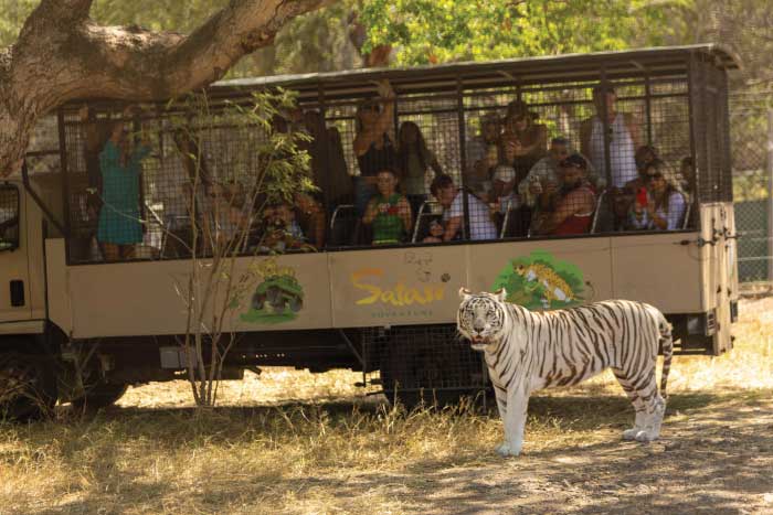 Big Cat Drive Thru