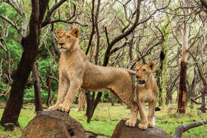 lions