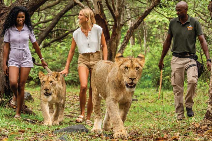 Walking with Lions